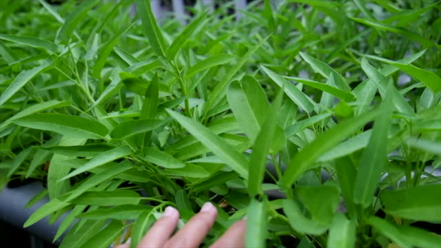 Unrecognizable Hand Checking Growth Quality of Water Spinach Plants