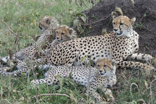 istock Mother Cheetah with cubs 1503582381