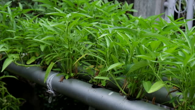 Water Spinach Growing in Vertical Hydroponics Farming