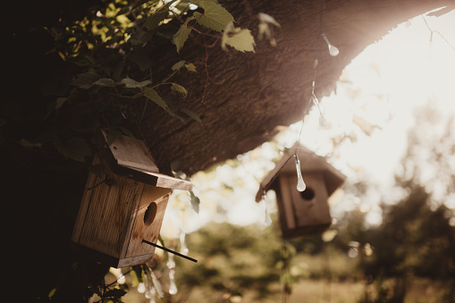 Wooden birdhouses hanging in a tree