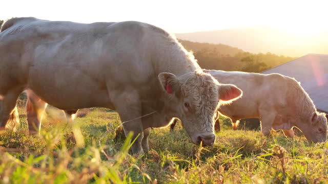 Charolais cows grazing grass in beautiful scenery at golden hour. Shot in 4K.