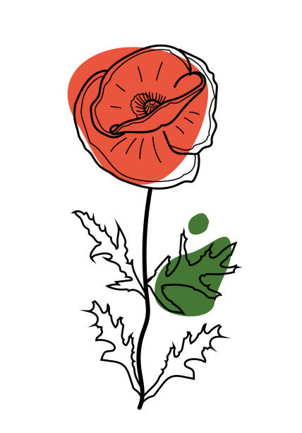 vektorbild einer mohnblume im stil von kritzeleien mit farbflecken. illustration einer blühenden pflanze mit blättern. - red pattern poppy plant stock-grafiken, -clipart, -cartoons und -symbole
