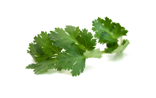 istock Cilantro in wooden bowl on white background 1503639742