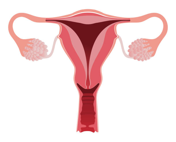 Detailed female reproductive system. Uterus, fallopian tubes, ovary, endometrium, vagina Detailed female reproductive system. Uterus, fallopian tubes, ovary, endometrium, vagina gender equality at work stock illustrations