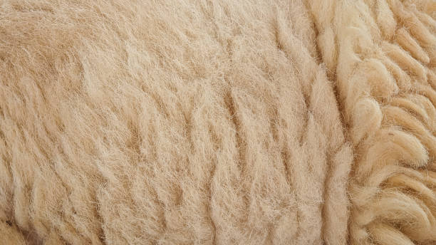 istock close up of raw sheep wool texture 1503657895