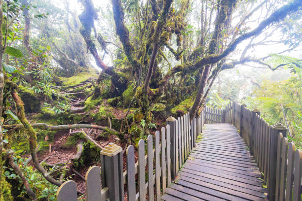 istock Mossy forest view during day time in Cameron Highland, Pahang 1503661199