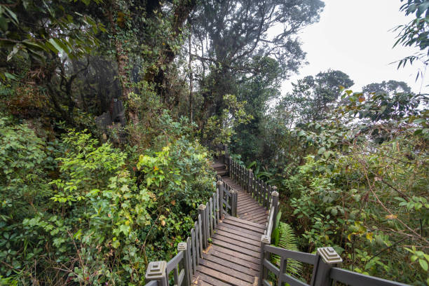 istock Mossy forest view during day time in Cameron Highland, Pahang 1503662067