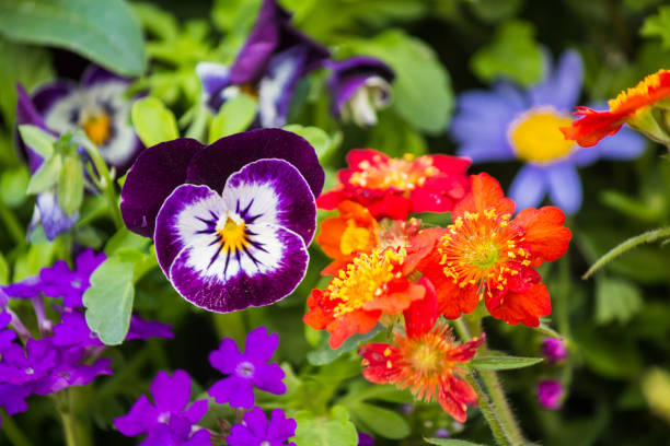 istock Beautiful flowers in Everland, South Korea 1503663768