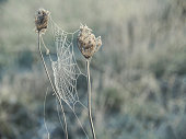 Morning fog and frost on spider web