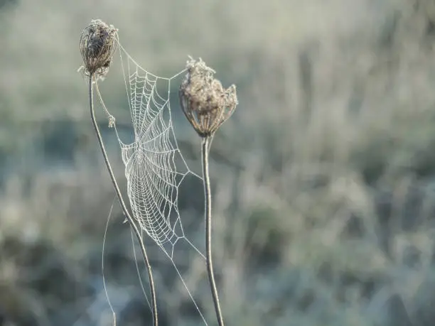 Photo of Morning fog and frost on spider web