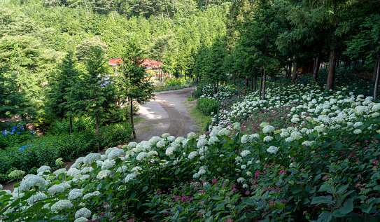 Hydrangea flower garden in the cypress forest (June 20, 2023, Cypress forest in Yunjerim, Yoonjerim, Boseong-gun, Jeollanam-do, Korea)