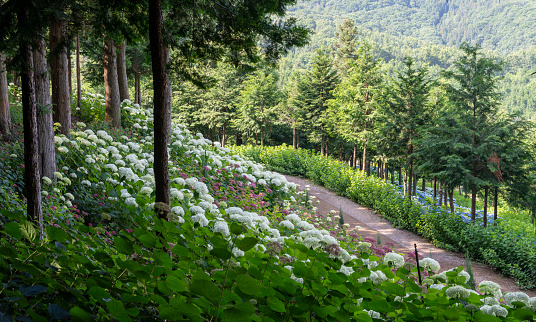 Hydrangea flower garden in the cypress forest (June 20, 2023, Cypress forest in Yunjerim, Yoonjerim, Boseong-gun, Jeollanam-do, Korea)