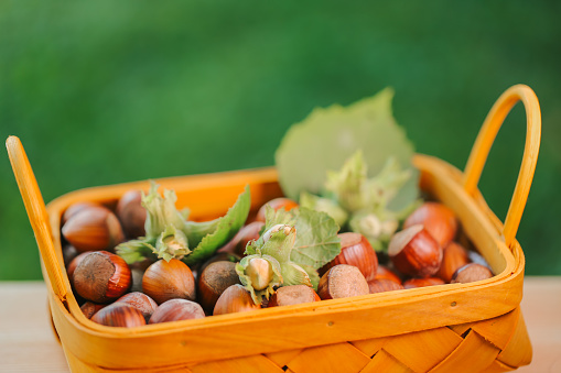 hazelnut in yellow basket on blurred green garden background.Nut abundance.Farmed ripe hazelnuts.