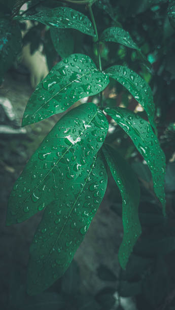 istock Macro view of dewy leaves 1503673223