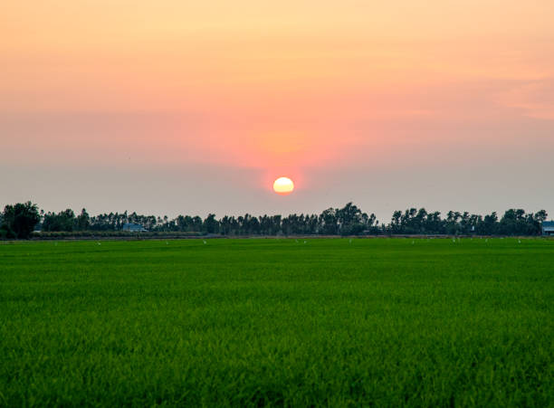 istock Young rice fields in Tien Giang under sunset, Mekong Delta 1503674288