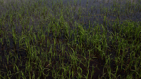 Young rice fields in Tien Giang, Mekong Delta