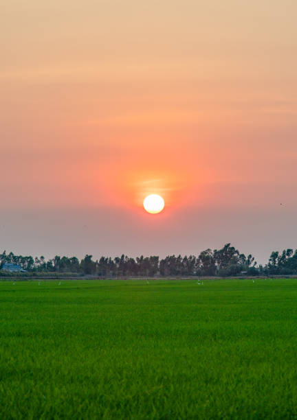 istock Young rice fields in Tien Giang under sunset, Mekong Delta 1503675476