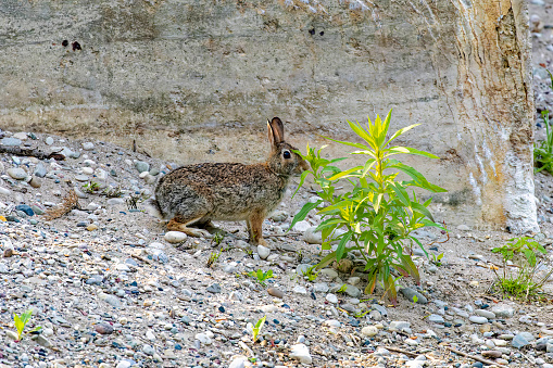 Cottontail rabbits (Lepus sylvaticus) on the evening pasture on the shore of lake Michigan.