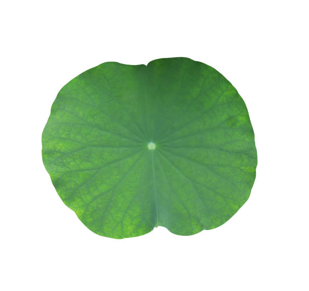istock Close up waterlily or nelumbo or lotus leave. 1503678895