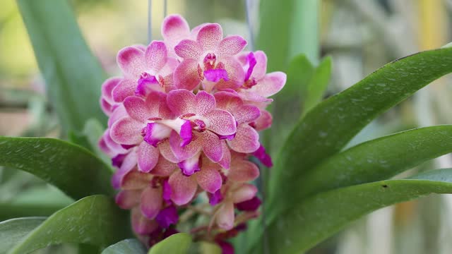 Rhynchostylis orchid flower bloom in spring decoration the beauty of nature, A rare wild orchid decorated in tropical garden. 4K