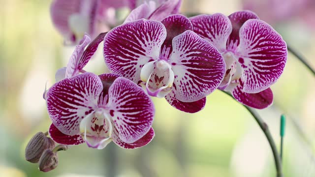 Phalaenopsis orchid flower bloom in spring decoration the beauty of nature, A rare wild orchid decorated in tropical garden. 4K
