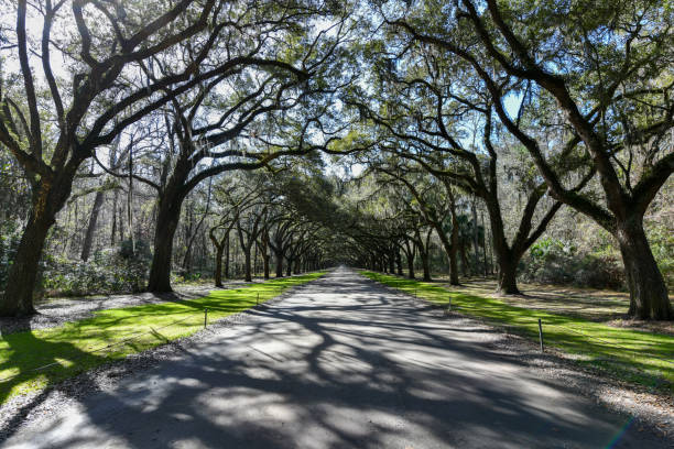 istock Wormsloe Plantation - Savannah, Georgia 1503679470