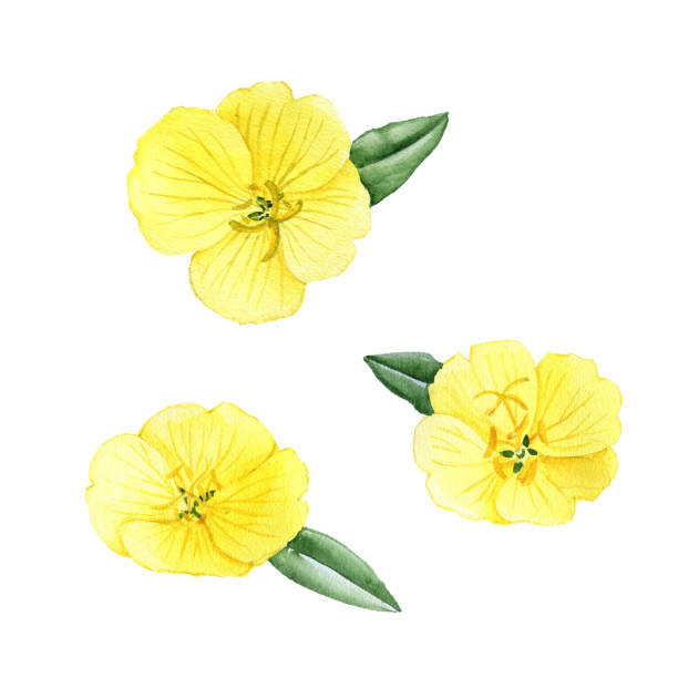 istock watercolor drawing flower of oenothera 1503680527