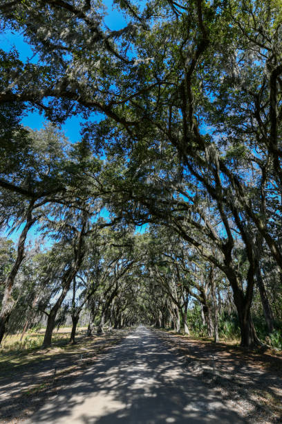 istock Wormsloe Plantation - Savannah, Georgia 1503684911
