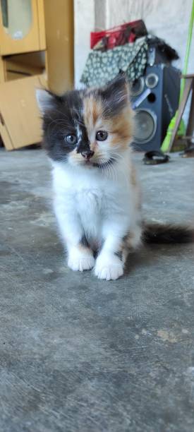 istock very cute baby cat 1503692771
