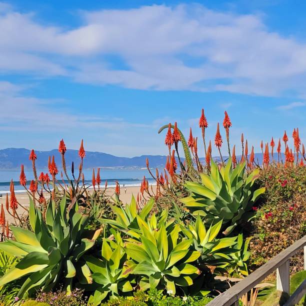 istock Manhattan Beach, California 1503694073