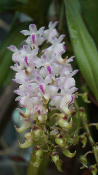 istock Beautiful white dan purple orchid flowers 1503694651