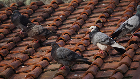 dove on the red roof