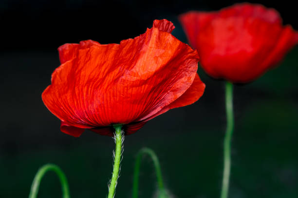 istock Red beauty in nature 1503698578