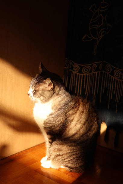 istock A silver tabby cat sitting in a corner of a room in the sunlight 1503702009
