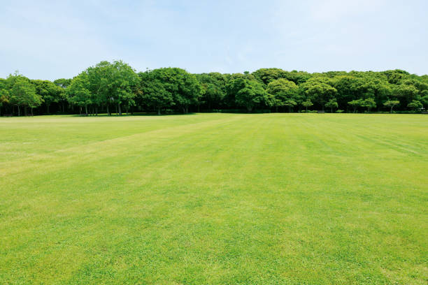 istock beautiful blue sky and lawn 1503703406