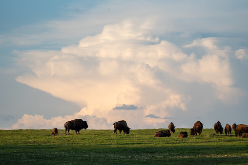 bison buffalo heard