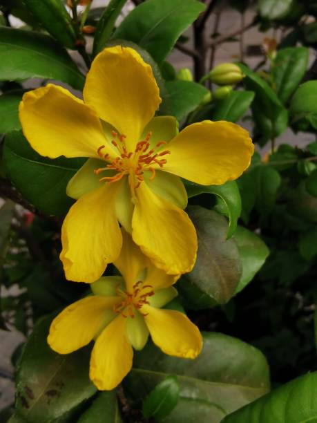 istock Ochna thomasiana, Mickey Mouse Plant 1503708432