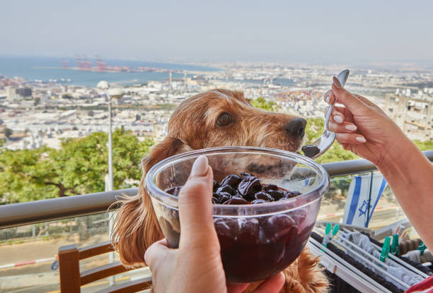 istock English Cocker Spaniel Enjoys Cherry from Spoon, Canine Delicacy 1503709996