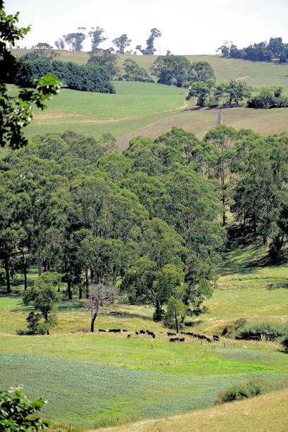 istock Kurumburra,  Victoria,  Australia 1503710265