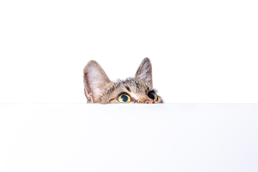 mongrel tabby cat peeks out from behind a white surface on a light studio background