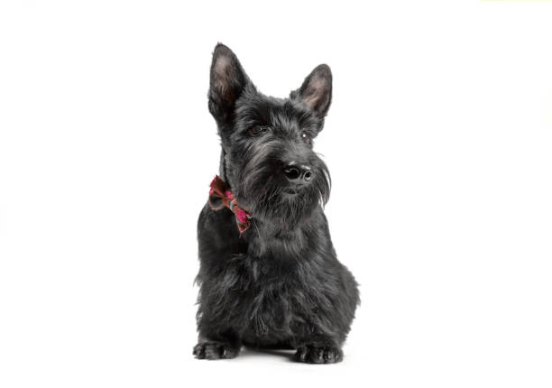 istock black scotch terrier puppy with checkered bow sitting on a white background 1503725602