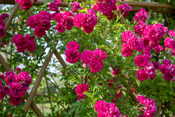 istock Beautiful roses in summer 1503727192