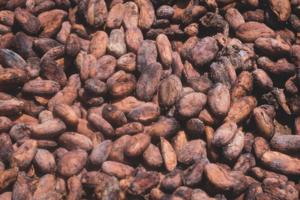 istock Cocoa beans and cocoa fruits. 1503730704