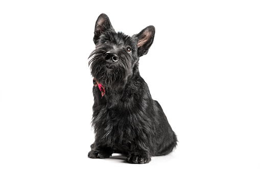 black scottish terrier puppy on a white background studio shot looking up