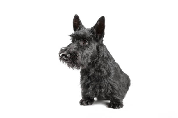istock black scotch terrier puppy sitting on a white background 1503732829
