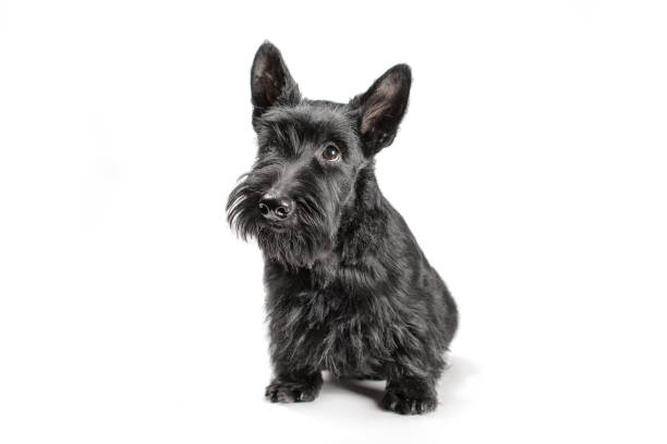 istock black scotch terrier puppy sitting on a white background 1503732837