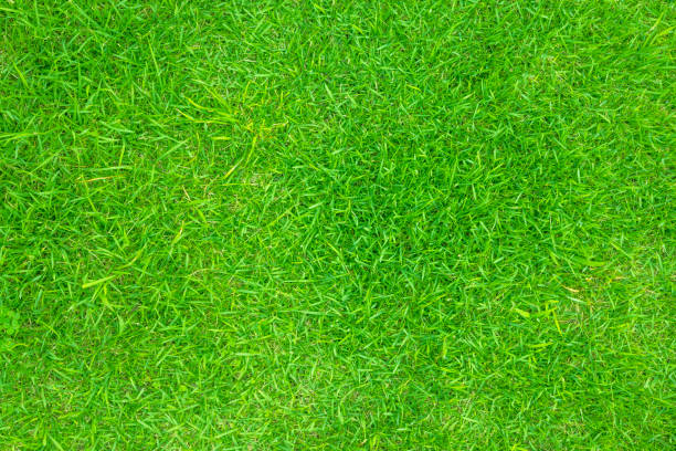 istock Green natural lawn photographed from directly above 1503733879