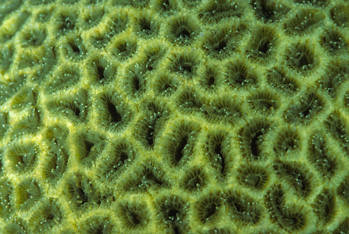 Coral with polyps open, Favites sp. 