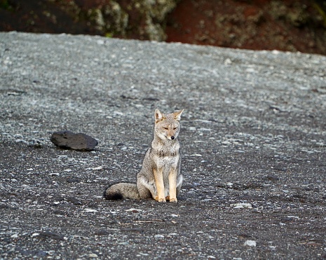 Cute little fox sitting on a grey surface. Volcan Osorno, Chile.