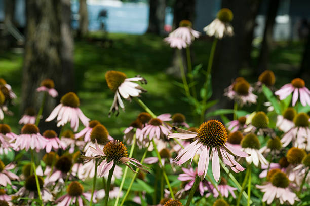 Flowers in Lake Okoboji
